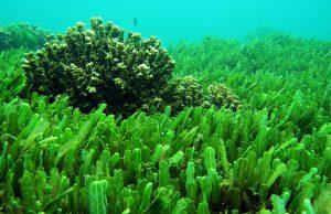 tảo Chlorella